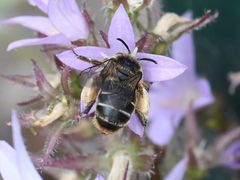 Melitta haemorrhoidalis