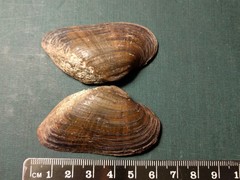 Alasmidonta marginata
