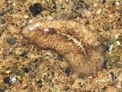 Kaburakia excelsa