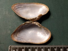 Alasmidonta marginata