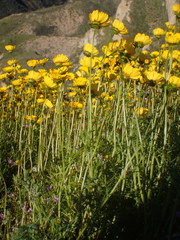 Leptosyne calliopsidea