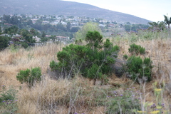 Baccharis pilularis consanguinea