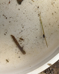 Nepomorpha