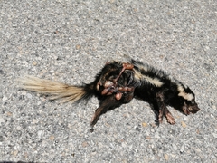 Spilogale angustifrons