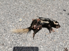 Spilogale angustifrons