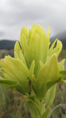 Castilleja lutescens
