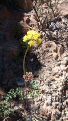 Lomatium parvifolium