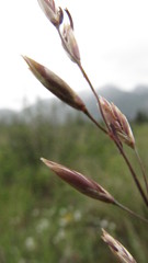 Festuca campestris