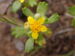 Eriophyllum multicaule