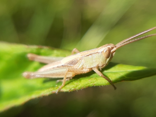 Lesser Marsh Grasshopper, 1815 LG Alkmaar, Nederland, photo 7 of 10