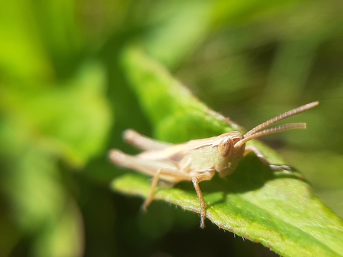 Lesser Marsh Grasshopper