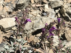 Penstemon purpusii