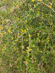 Ceanothus megacarpus megacarpus