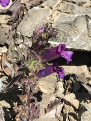 Penstemon purpusii