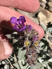 Penstemon purpusii