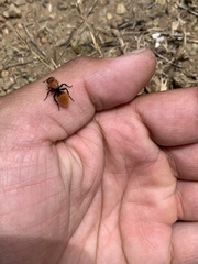 Dasymutilla coccineohirta