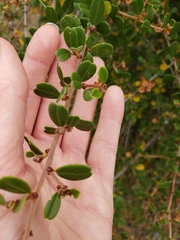 Ceanothus megacarpus megacarpus