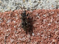 Sphragisticus nebulosus