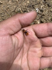 Dasymutilla coccineohirta