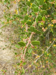 Ceanothus megacarpus megacarpus