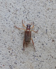 Dichelonyx subvittata