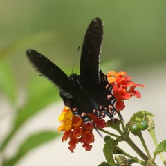 Mimoides thymbraeus aconophos