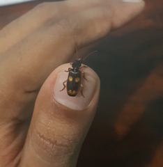 Macrocheilus bensoni