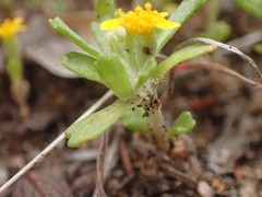 Eriophyllum multicaule