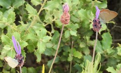 Lavandula pedunculata
