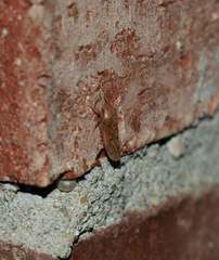Ponana rubida