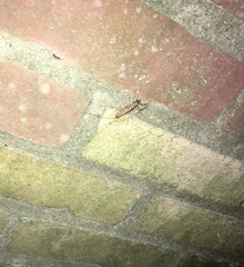 Scutigera coleoptrata
