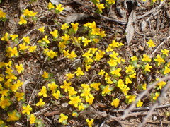 Eriophyllum multicaule