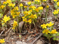 Eriophyllum multicaule
