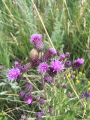 Cirsium arvense
