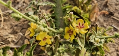 Verbascum sinuatum image