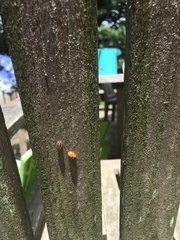 Harmonia axyridis