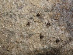 Tachycines asynamorus