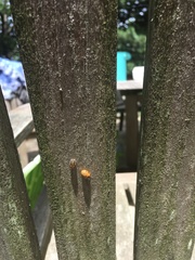 Harmonia axyridis