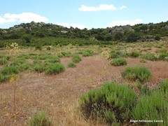 Lavandula pedunculata