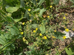 Potentilla argentea
