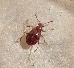 Pselaphinae