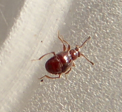 Pselaphinae