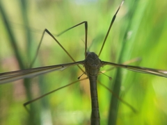 Tipula lateralis