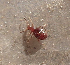 Pselaphinae