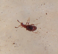 Pselaphinae