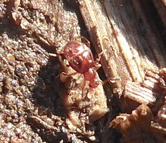 Pselaphinae
