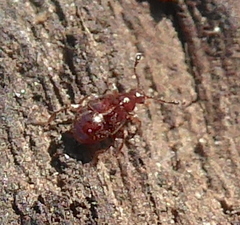 Pselaphinae