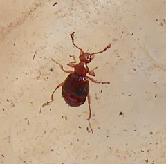 Pselaphinae