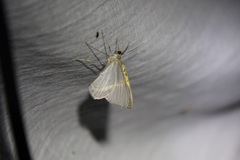 Phrygionis privignaria