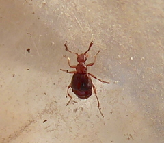 Pselaphinae